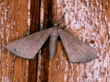 Nassinia pretoria